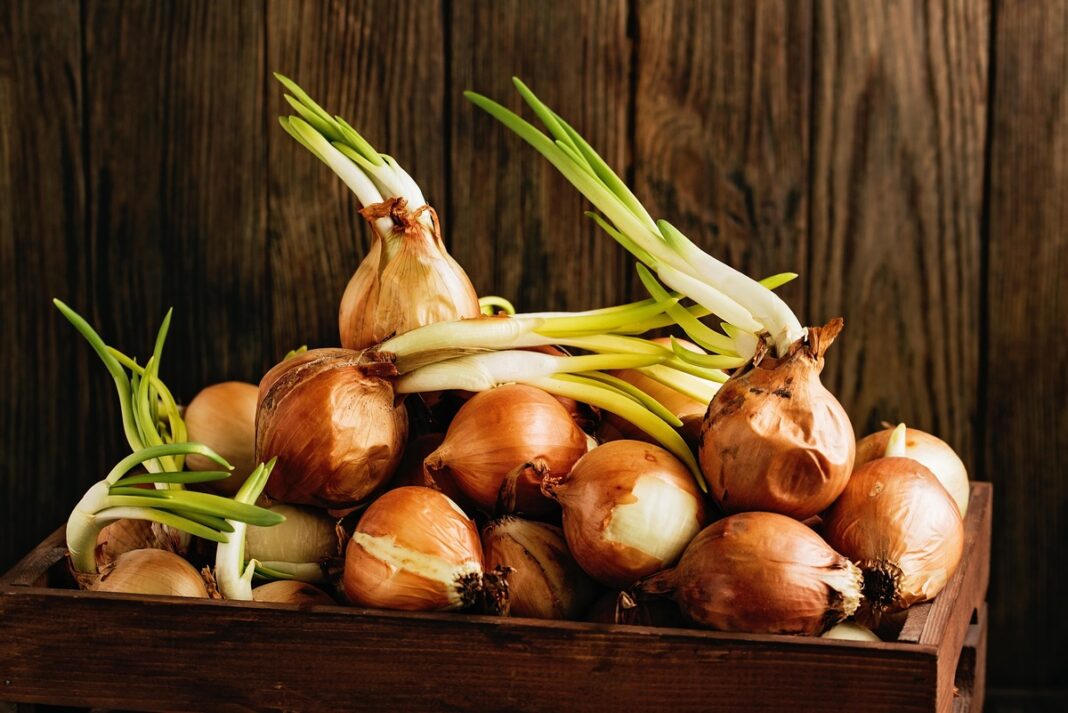 Ką daryti su senais svogūnais – sudygę svogūnai medinėje dėžėje