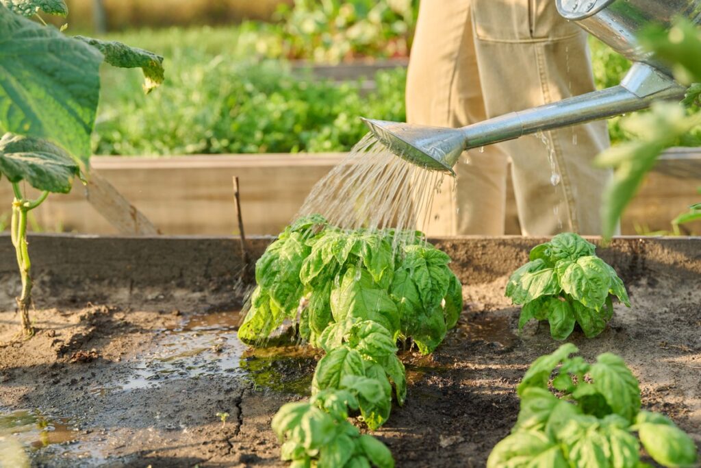 ką sėti birželį – daržovių daigai laistomi lysvėje