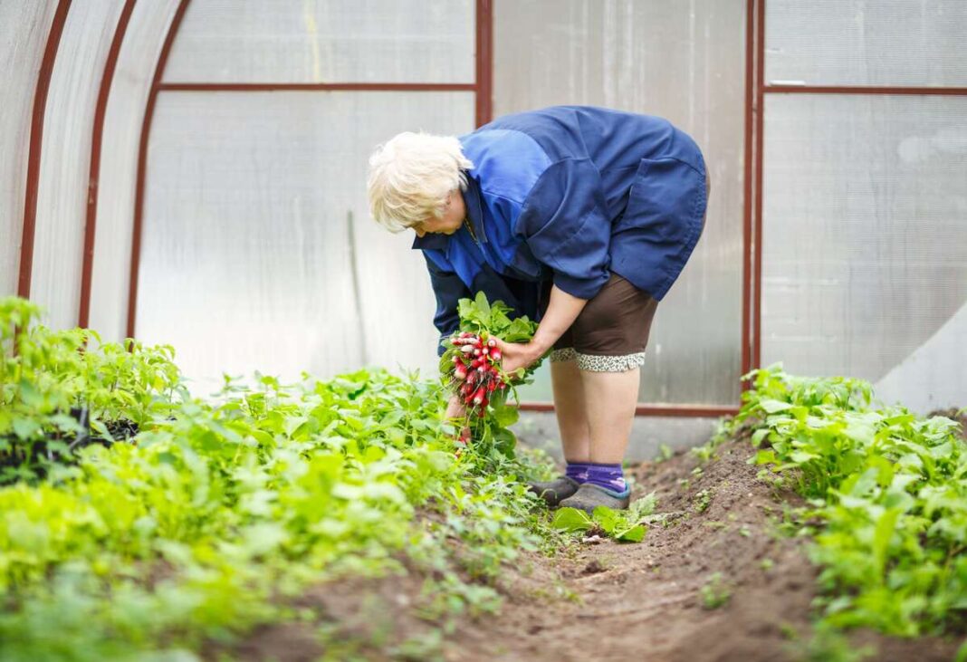 ką sėti birželį – šviežiai išrauti ridikėliai šiltnamyje
