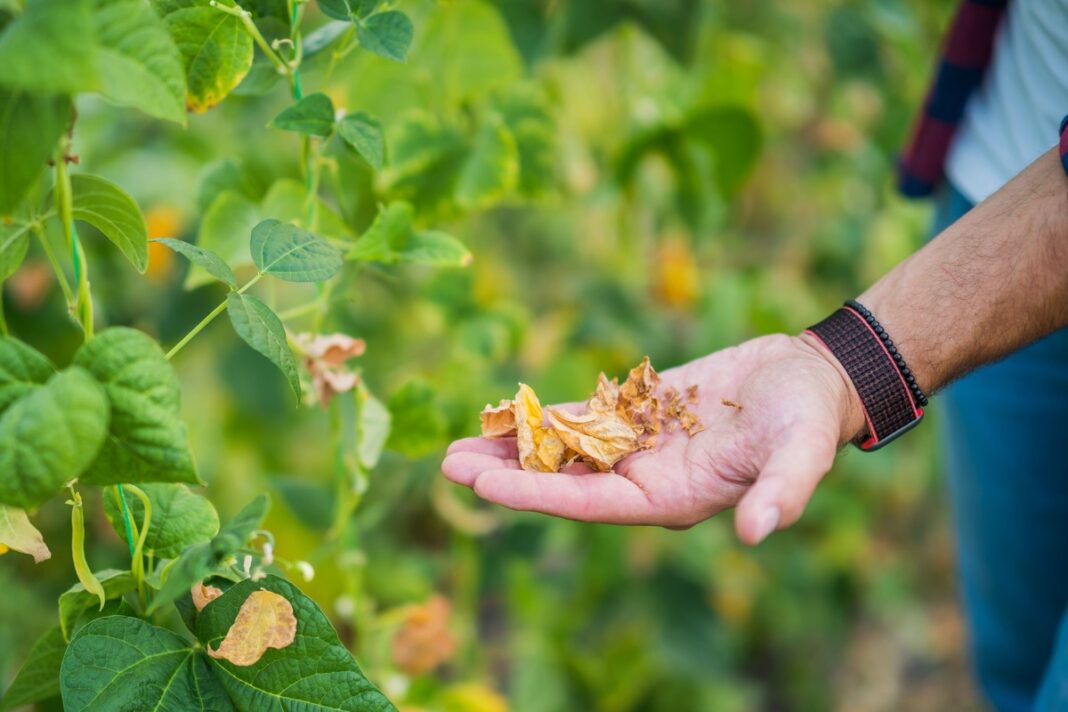 kada ir kaip skinti agurkų lapus – nudžiūvę lapai rankoje