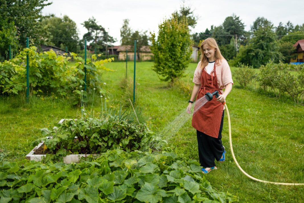 : Kada laistyti agurkus – moteris laisto daržą vasaros dieną