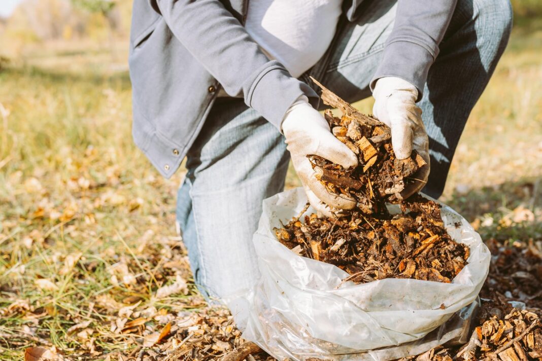 kada mulčiuoti medžio mulčiu darže