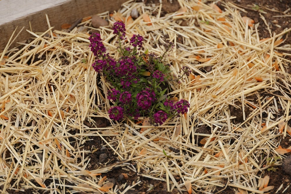 kada mulčiuoti šiaudais aplink augalus