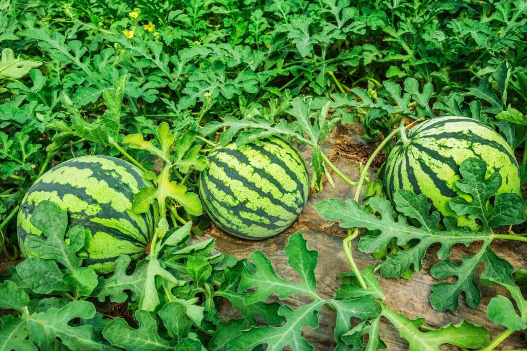 Subrendę arbūzai tarp žalumos – kada sodinti arbūzus kad būtų toks derlius