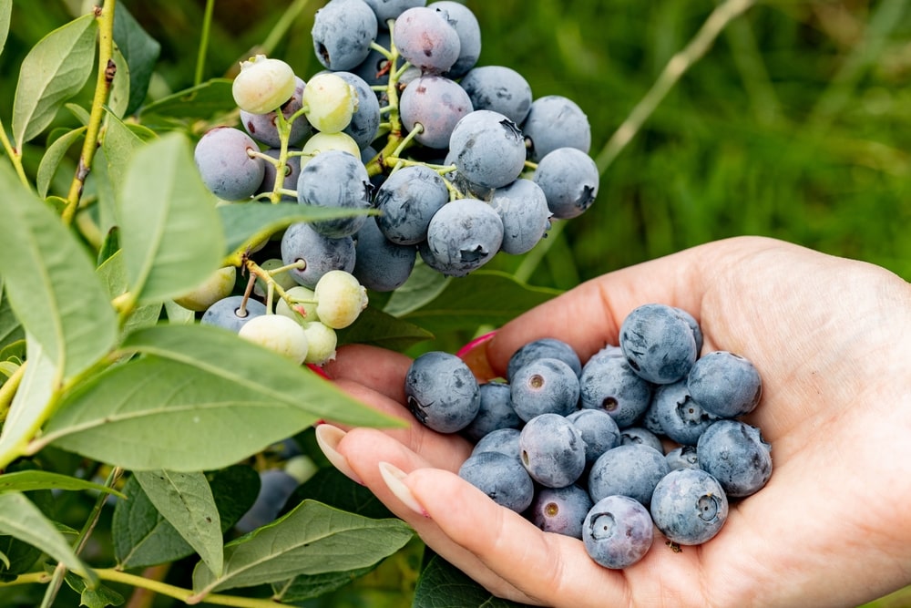 Šilauogių derlius rankoje – ką duoda tinkamai parinktas metas, kada sodinti šilauoges
