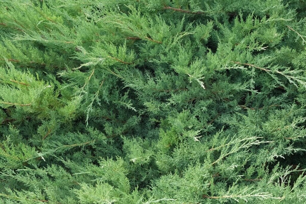 Kadagio spygliai natūralioje aplinkoje