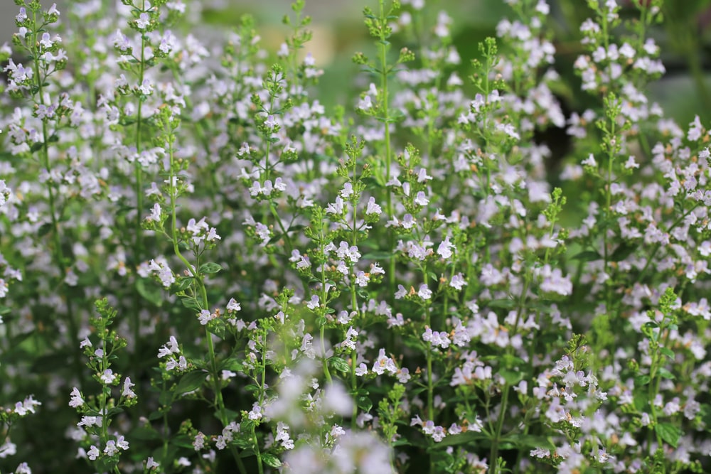 Katžolė efektyviai veikia net uodus
