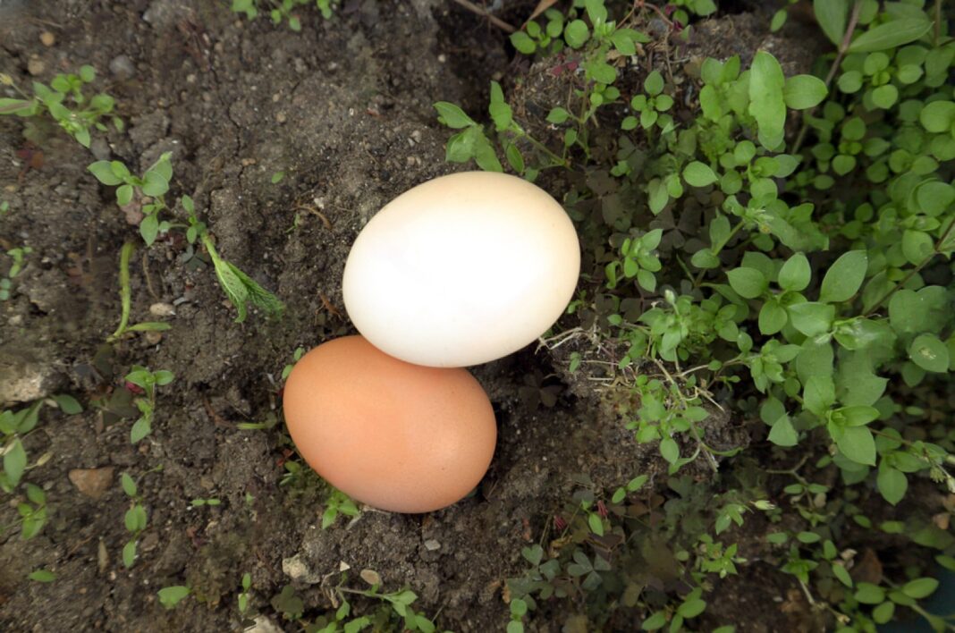 Kiaušinis darže – į vagą įdėtas sveikas kiaušinis augalų šaknų stiprinimui