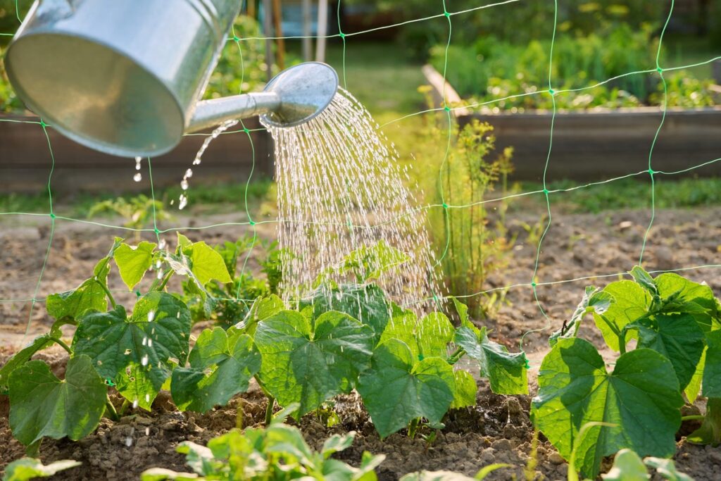 Kiek vandens reikia agurkams – laistomi lauko agurkai sode.