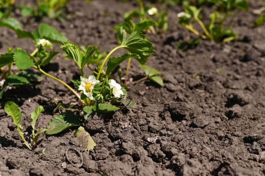 Klaida naikinanti braškių derlių – per daug purenama žemė