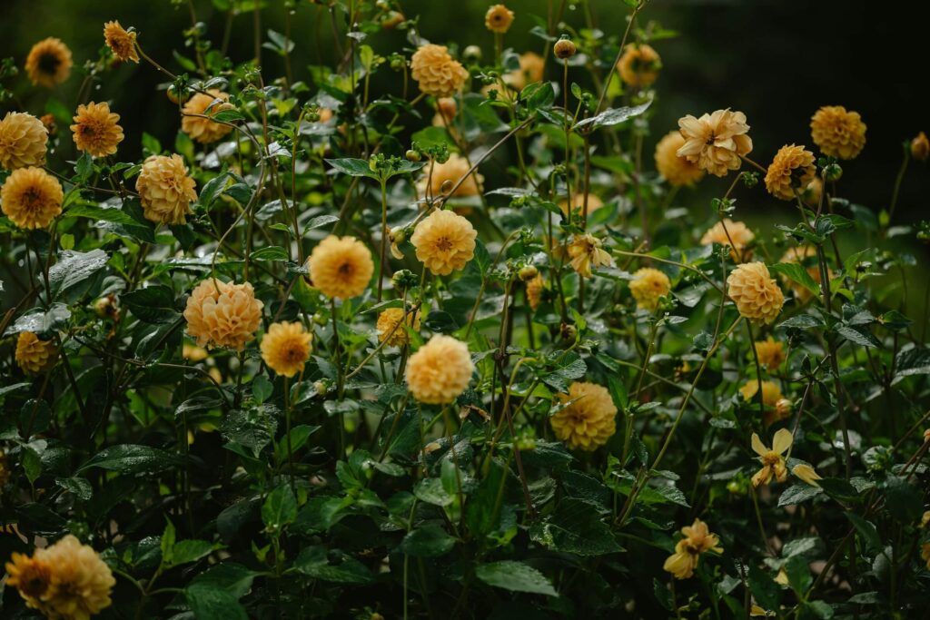 Klaidos sodinant jurginus gali sutrukdyti suformuoti tankų žiedų krūmą