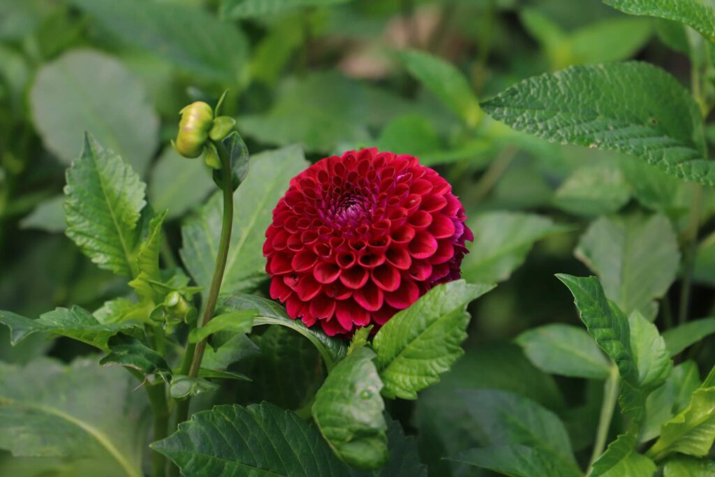 Klaidos sodinant jurginus gali lemti, kad toks raudonas žiedas net nepasirodys