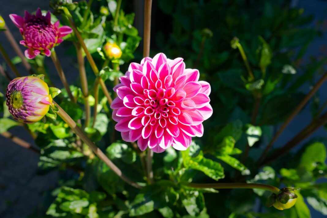 Klaidos sodinant jurginus dažnai susijusios su saulės ir vietos pasirinkimu