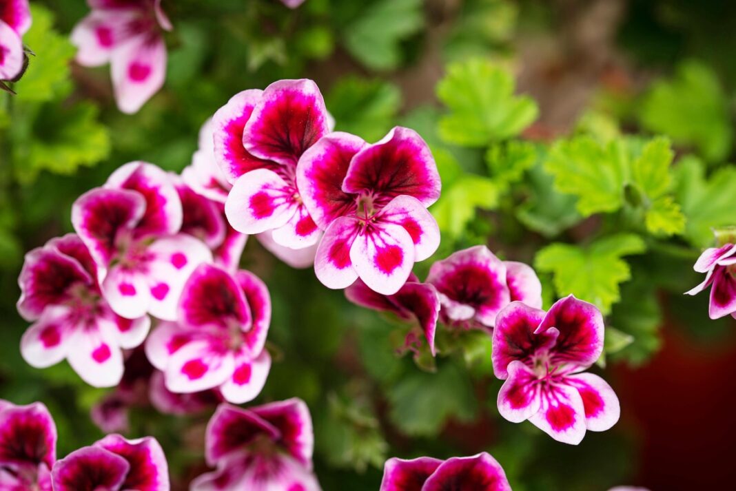 kuo-tresti-pelargonijas-naturaliai Kuo tręšti pelargonijas natūraliai, kad jos žydėtų be pertraukos