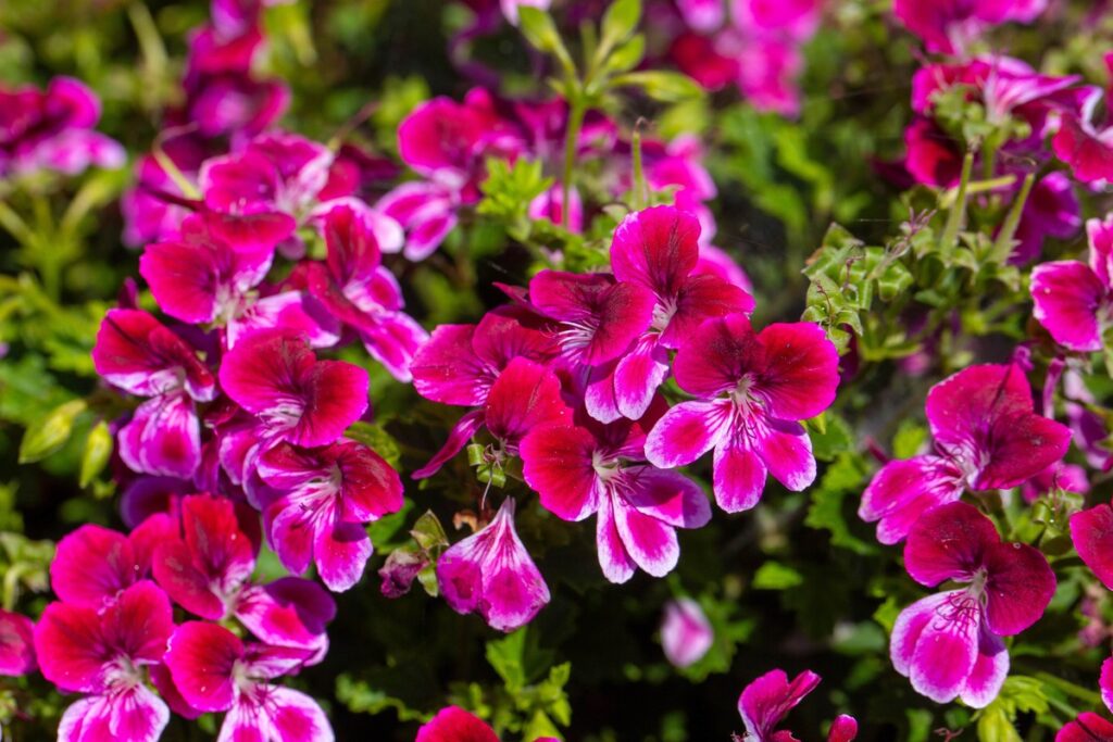 Kuo tręšti pelargonijas, kad žiedų būtų gausybė visą vasarą