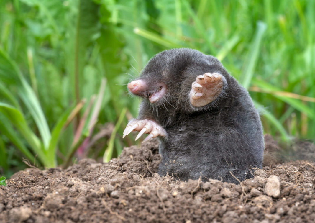 Kurmių baidymas natūraliai – kurmis paviršiuje, šalia šviežiai iškastos žemės