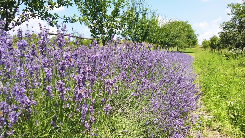Augalai nuo kenkėjų – levandos veikia kaip kvapų barjeras uodams