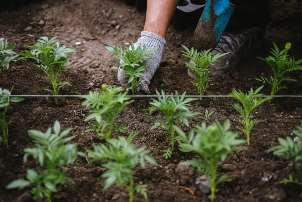 Medetkų nauda sode – sodinamos kaip natūrali daržovių apsauga