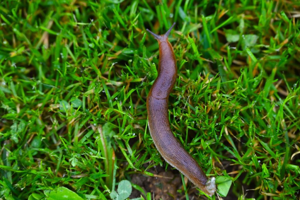 Šliužas ant žolės – tylus daržo naikintojas, kuriam kelią užkerta milteliai nuo šliužų.