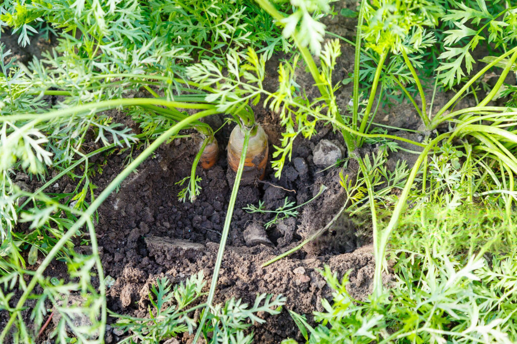Morkų tręšimas pelenais daržo lysvėje tarp žalumos