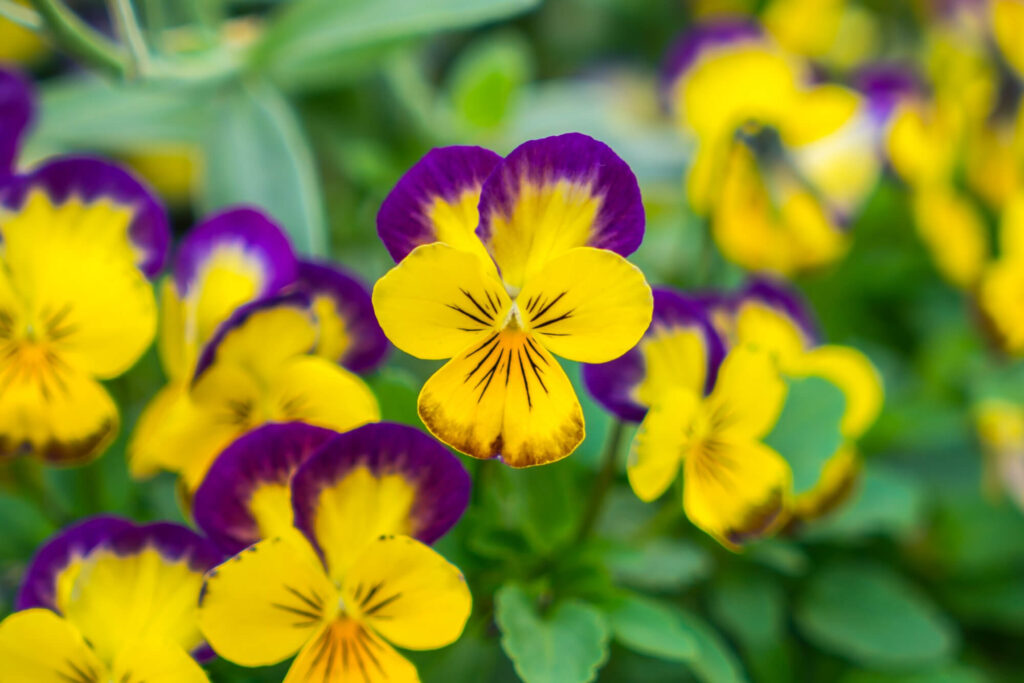 Našlaitės artimu planu – žiedai geltonai violetiniai, išryškintas vienas žiedas