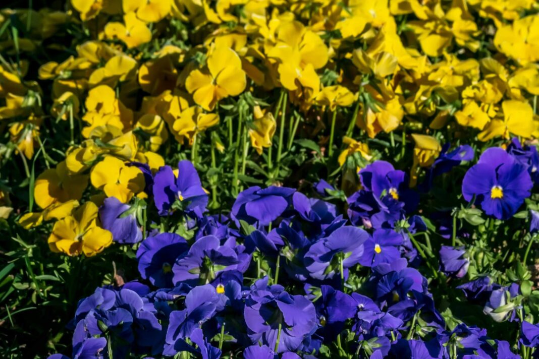 Našlaitės geltonais ir violetiniais žiedais, žydinčios saulėtame gėlyne