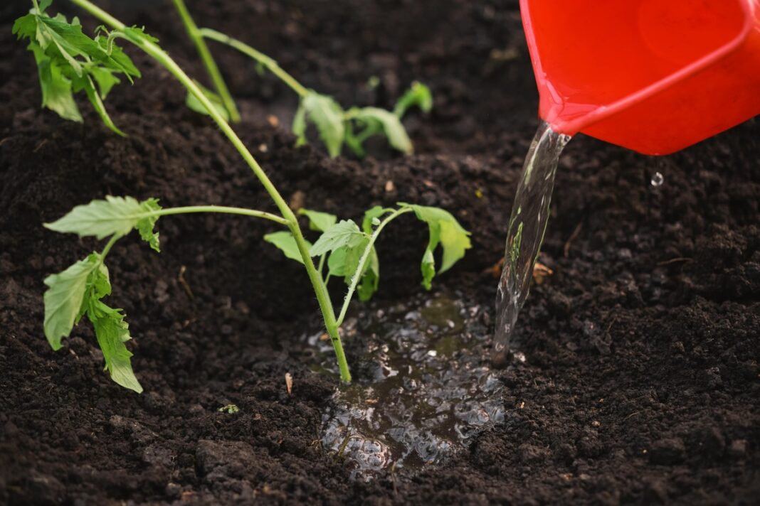 Netinkamas pomidorų laistymas – vanduo pilamas tiesiai ant daigo