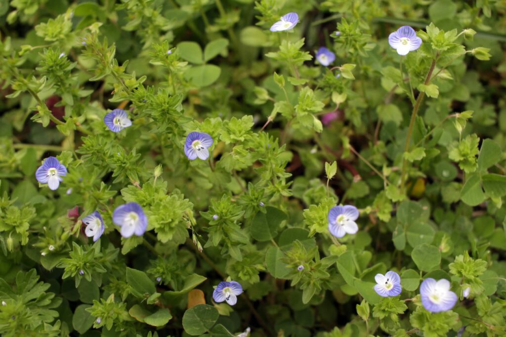Paprastoji veronika žydinti tarp pievos žolynų iš arti
