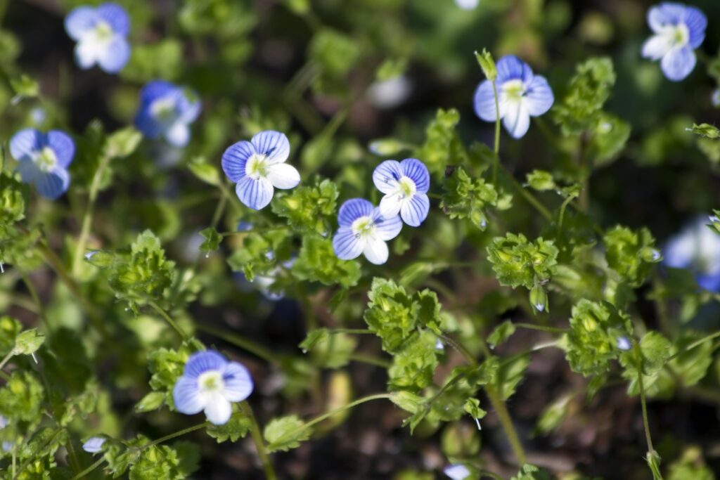 Paprastoji veronika - žiedai ryškioje saulėje