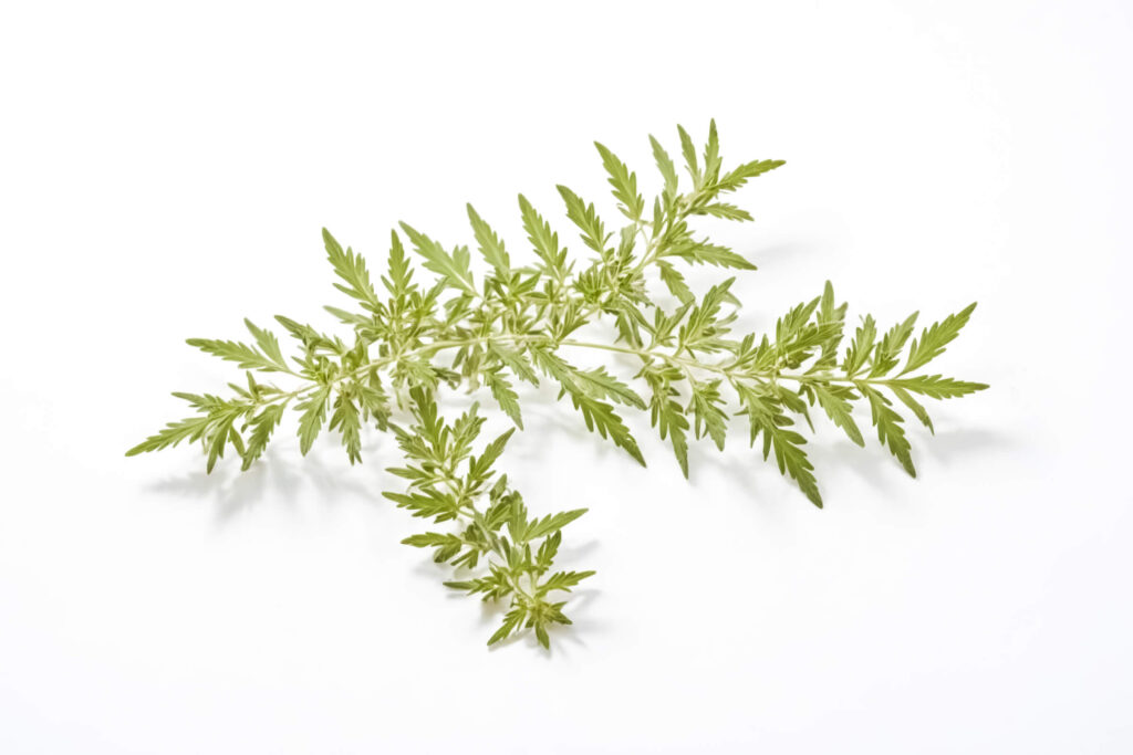 Pelynas nuo vėžio – vienmetis Artemisia annua lapelis su stipriomis gydomosiomis savybėmis
