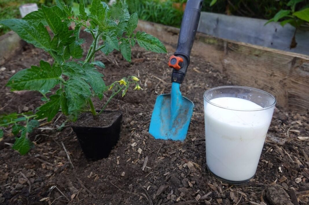 Stiklinė pieno šalia sodinamo pomidoro – naudojama kaip natūrali pieno trąša daržui.