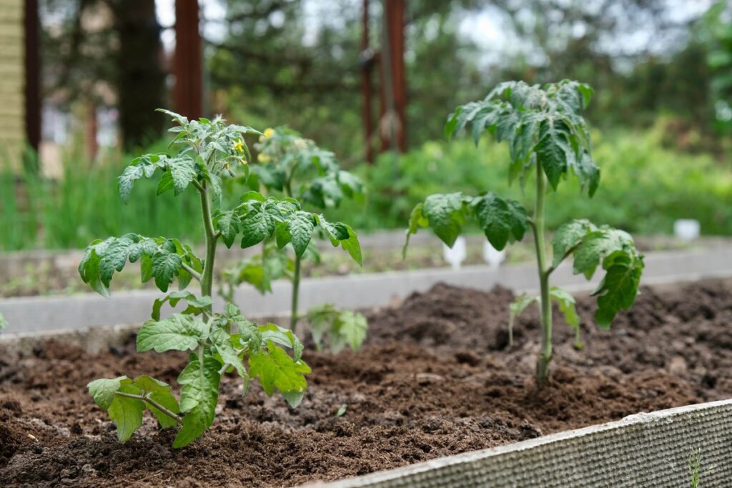 Pomidorai augantys lauke – stiprūs daigai darže