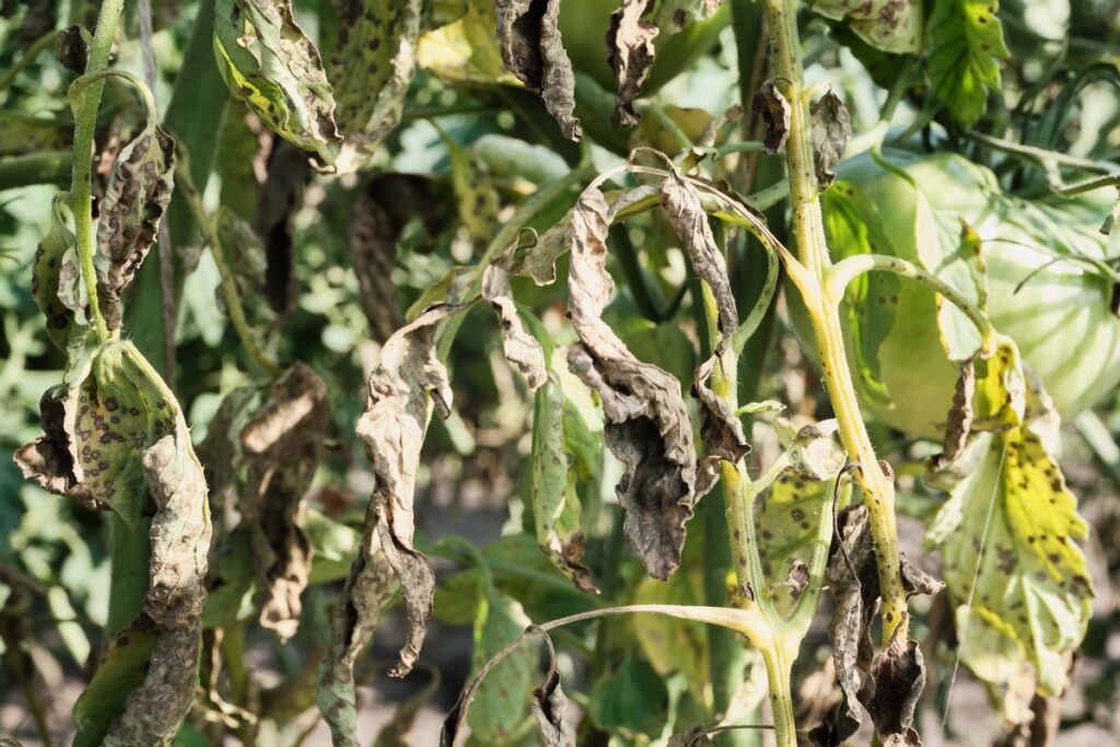 Suglebę pomidorai su sunykusiais lapais – augalų streso ar ligos ženklas