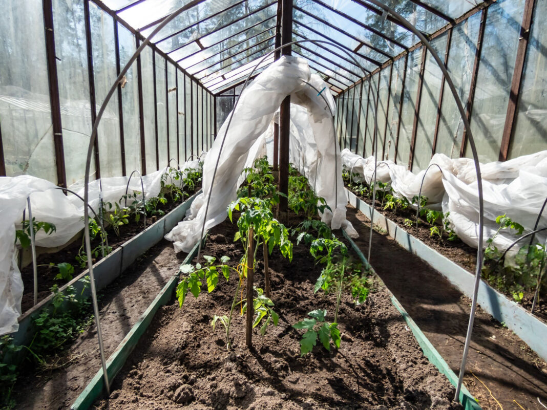Pomidorų apsauga nuo šalnų šiltnamyje su agroplėvele