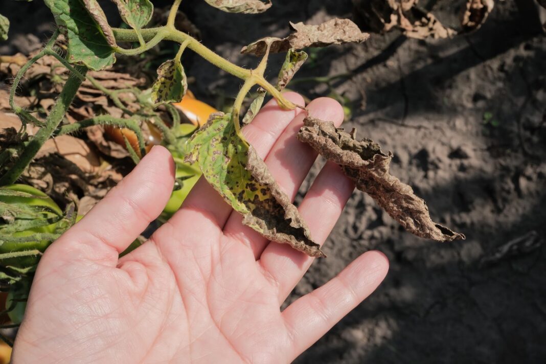 Suglebę pomidorai su rudais, dėmėtais lapais – galimos ligos ar nudegimo požymiai