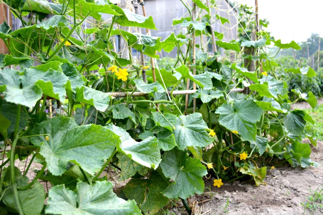 Tirpalas agurkams šiltnamyje – vešlūs ir sveiki augalai po natūralaus tręšimo