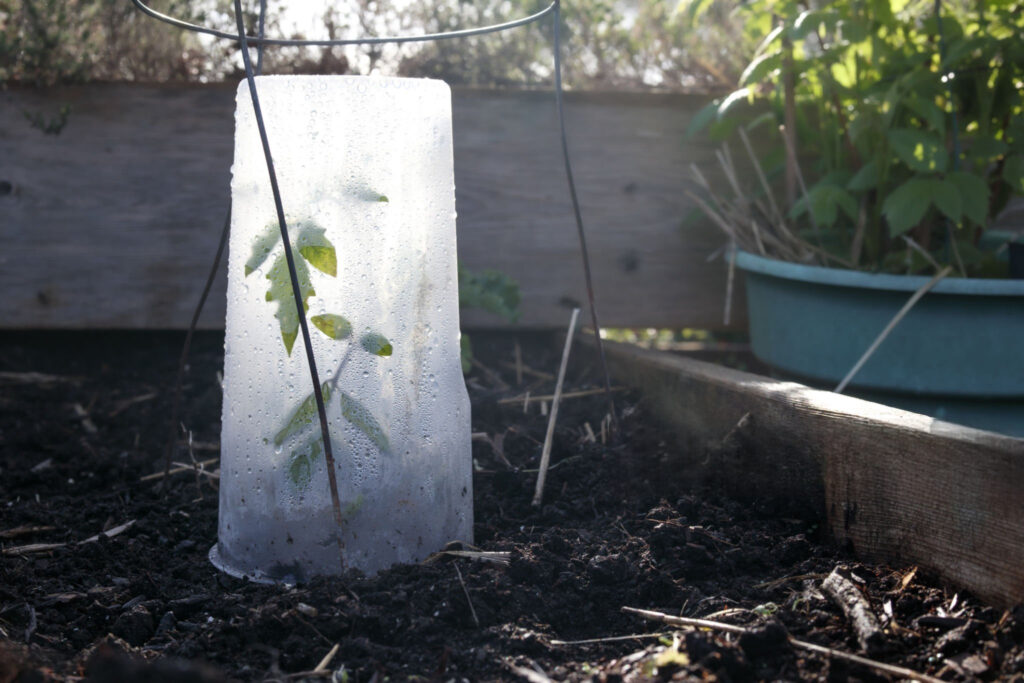 Pomidorų apsauga nuo šalnų su plastikiniu gaubtu daigui