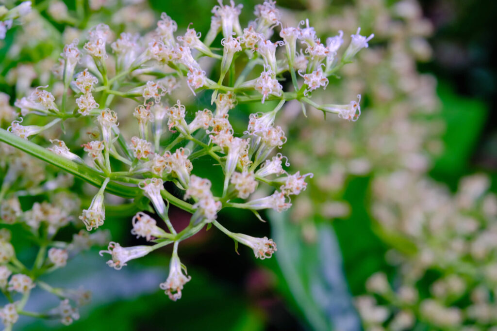 Vaistažolės nuo podagros – žydinti pelkinė vingiorykštė iš arti.