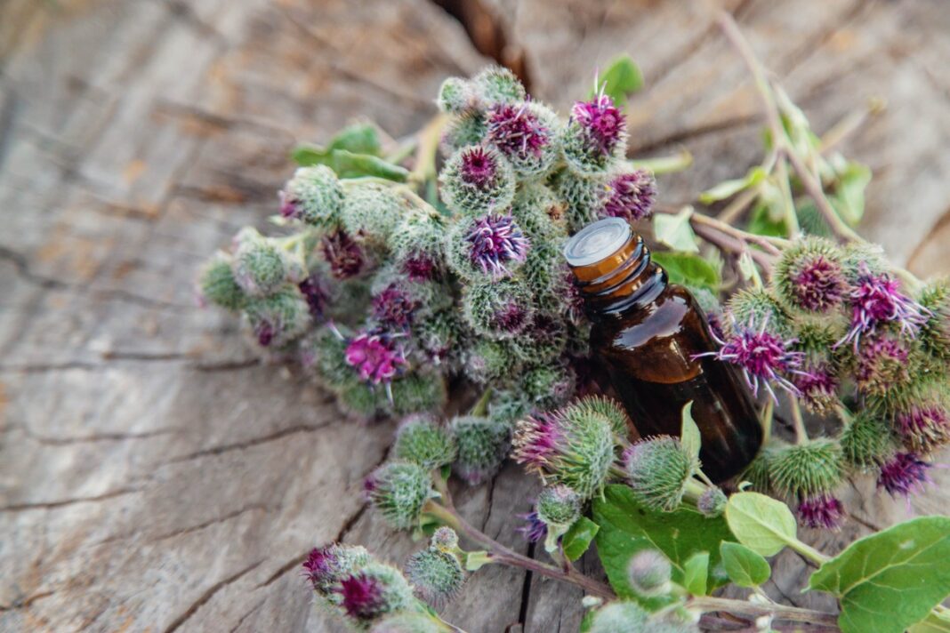 varnalėšų sultys nuo cistų stiklinėje taroje su šviežiais žiedais