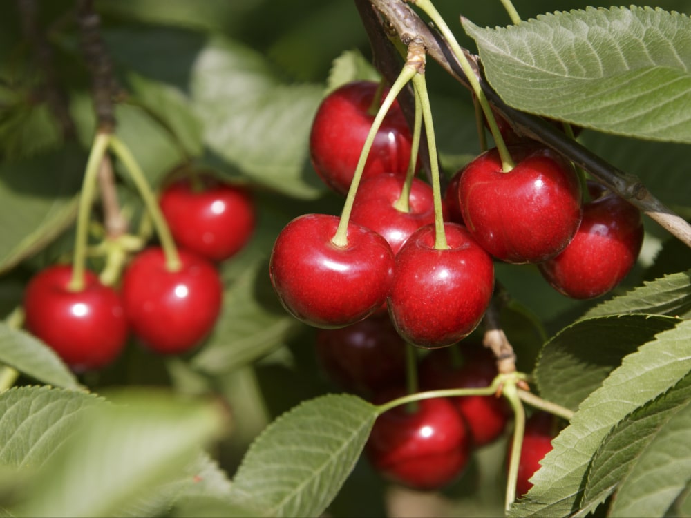 Sunokusios vyšnios ant šakos – vyšnių poveikis kraujospūdžiui gali nustebinti