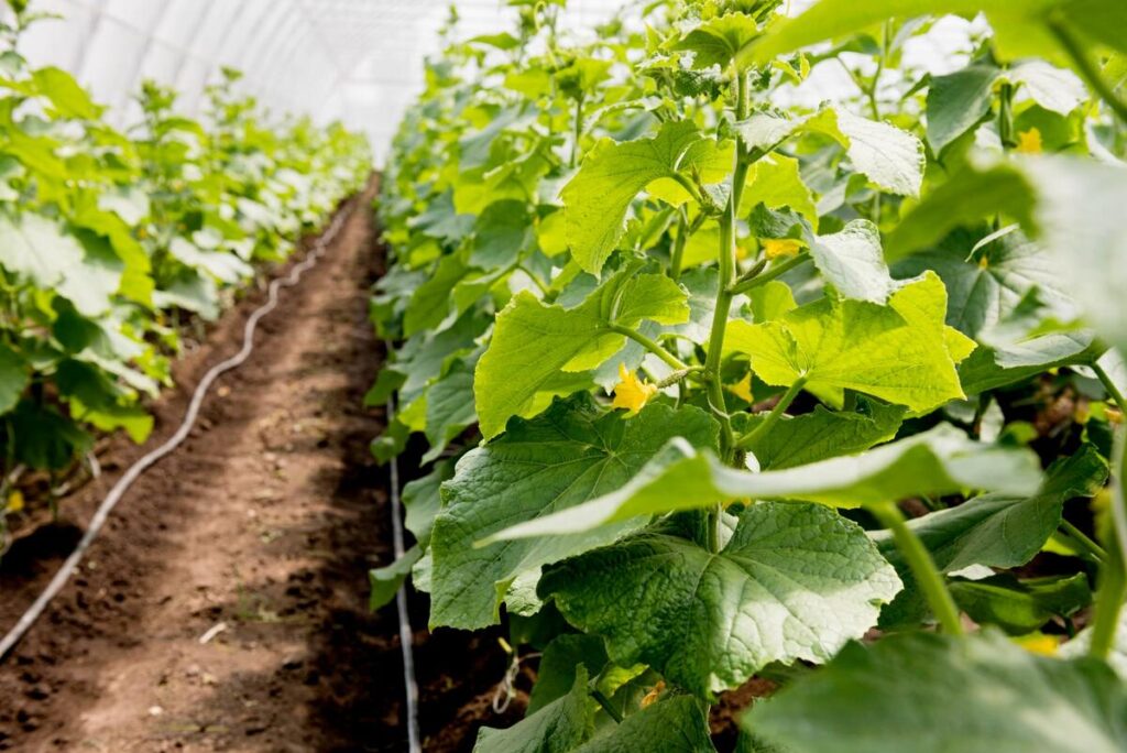 Agurkų genėjimas šiltnamyje tarp augančių vešlių agurkų eilių