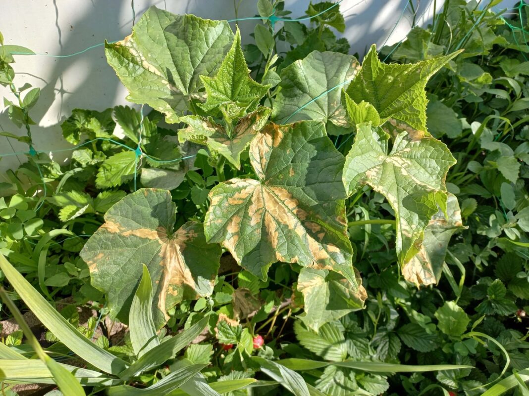 Agurkų lapų ligos – rudų dėmių ir sausėjimo požymiai ant lapų