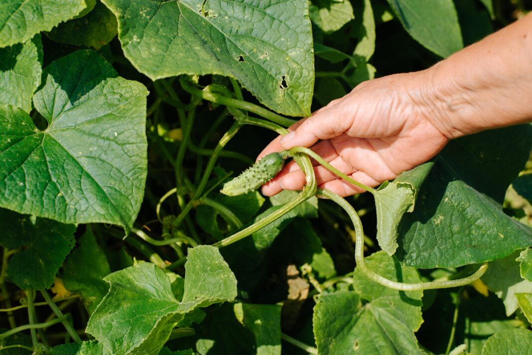 agurku-ligu-pozymiai-vaisius. Agurkų ligų požymiai ant vaisiaus – deformuotas agurkas rankoje rodo augimo sutrikimus