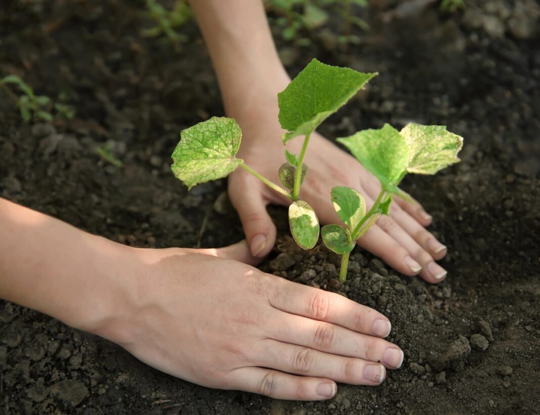 Agurkų sėjimas birželio mėnesį – daigų sodinimas į dirvą