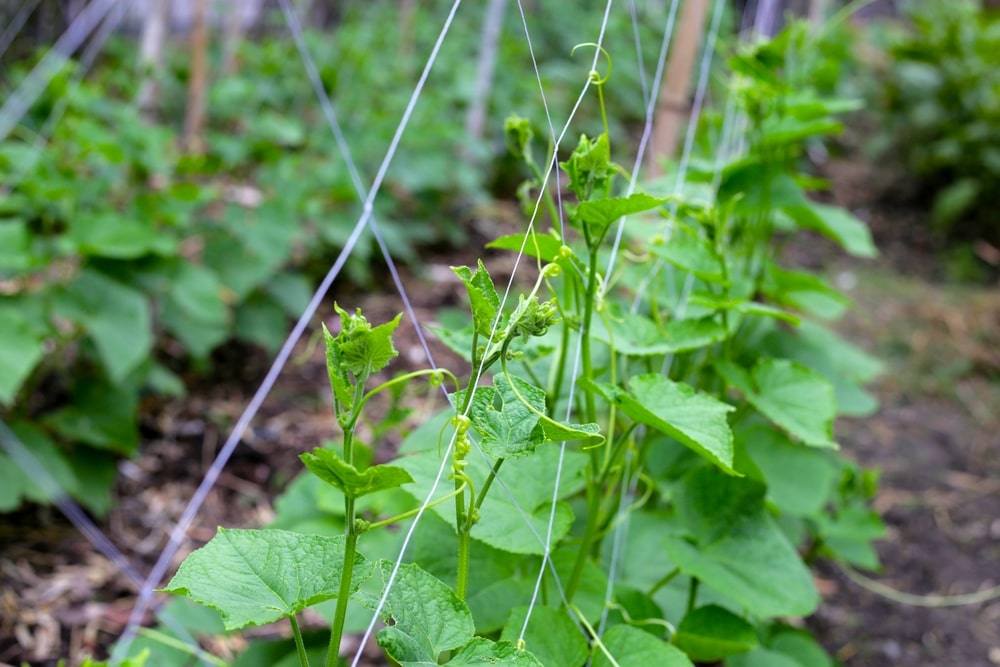 Agurkų sėjimas birželio mėnesį ir jų auginimas atramomis
