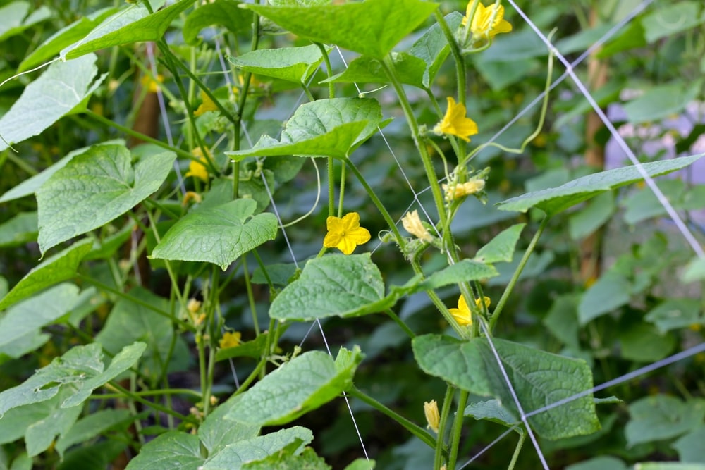 Ar reikia skabyti agurkų atžalas, jei jos gausiai auga ir žydi šiltnamyje