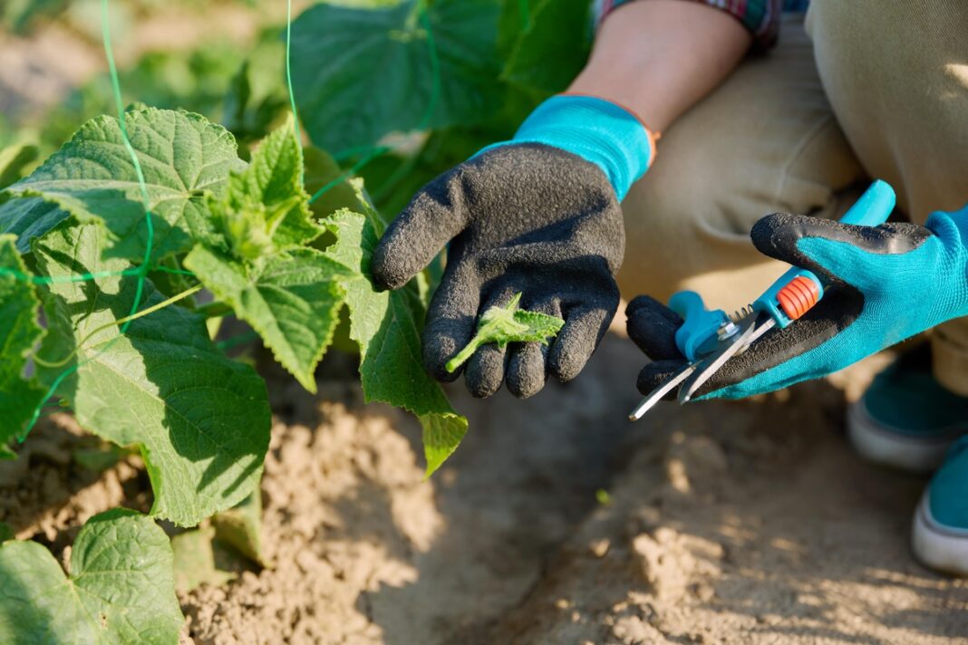 Ar reikia skabyti agurkų atžalas – sodininkas rodo pašalintą ūglį