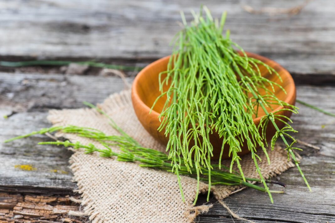 Šviežias asiūklis medinėje lėkštelėje – asiūklio nauda organizmui