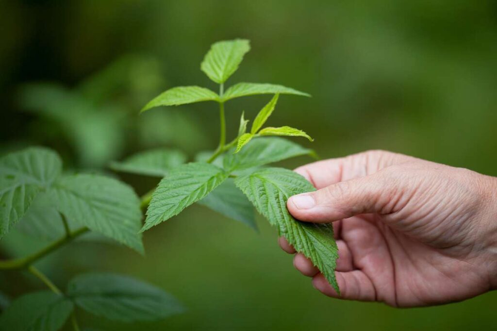 Aviečių arbata – švieži lapai ruošiami natūraliai arbatai nuo peršalimo