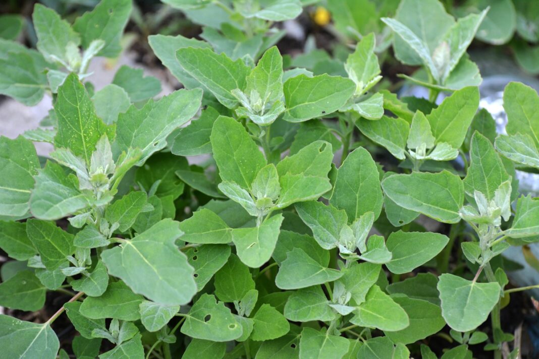 Balandos nauda žarnynui – žydinti laukinė piktžolė pievoje